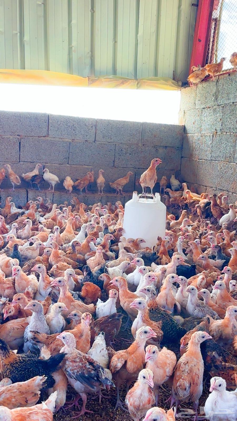 صوص للبيع64597041691011110