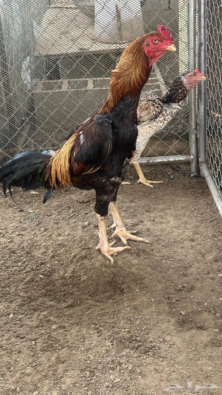 زوج ياباني64598868358913110