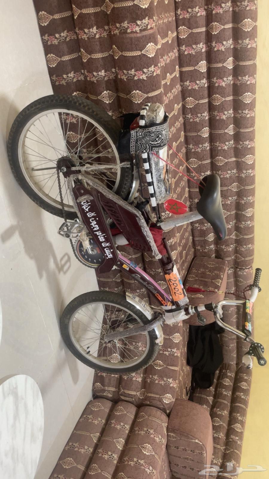 رامبو عنابي قطب مقاس 2064597199974275111