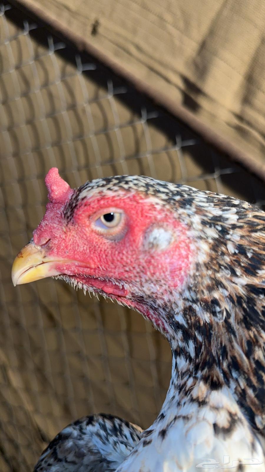 زوج ياباني64598868358913112