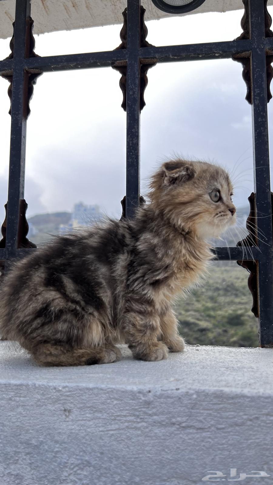 قط سكوتش فولد العمر شهرين64427489535106110