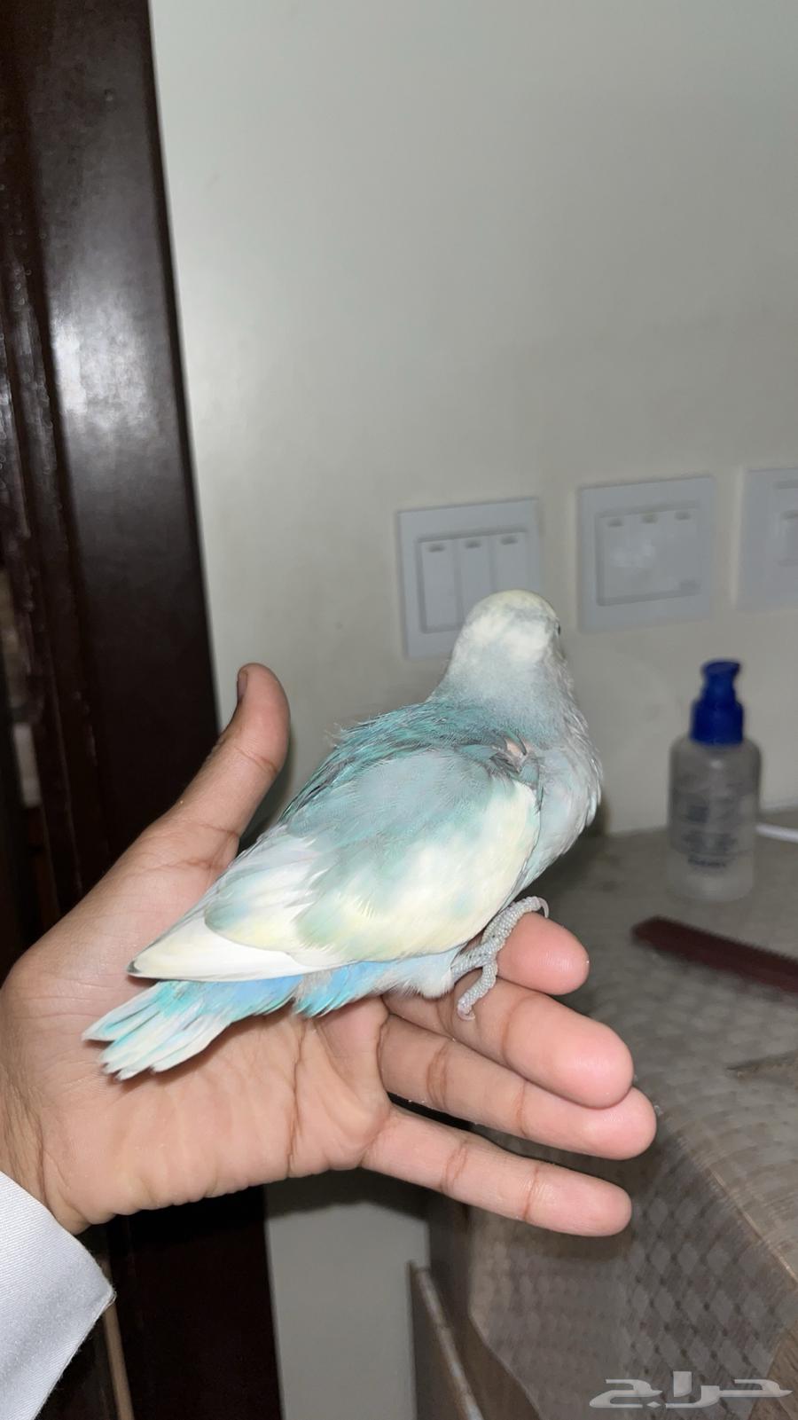 روز اليف طفره ولون نادر64596563264771112