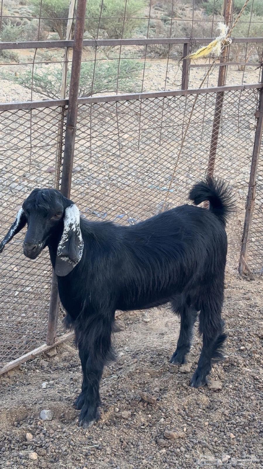 Project Buck Goat64597029513985112