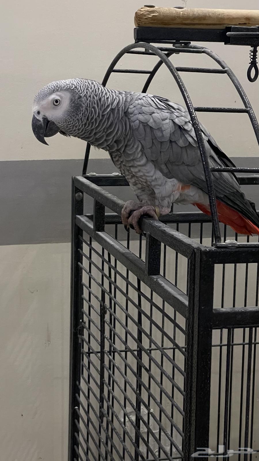 ببغاء كاسكو يتكلم ويسولف   مع قفص كبير   للبيع64597483358083110