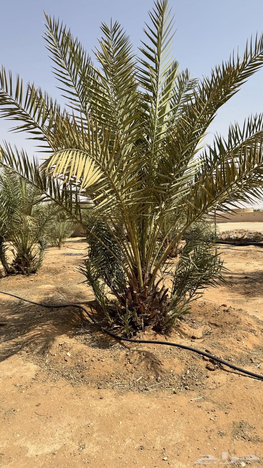 تصفيه نخل بالمزاحميه64598647191938111