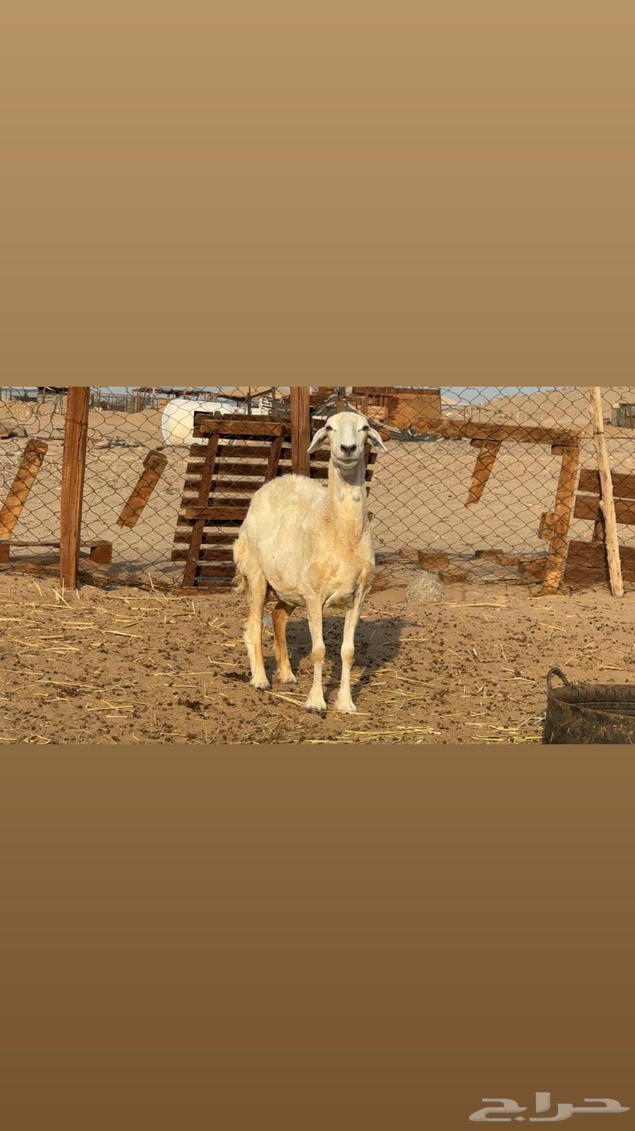 ضان حريات صنف64598351901313111