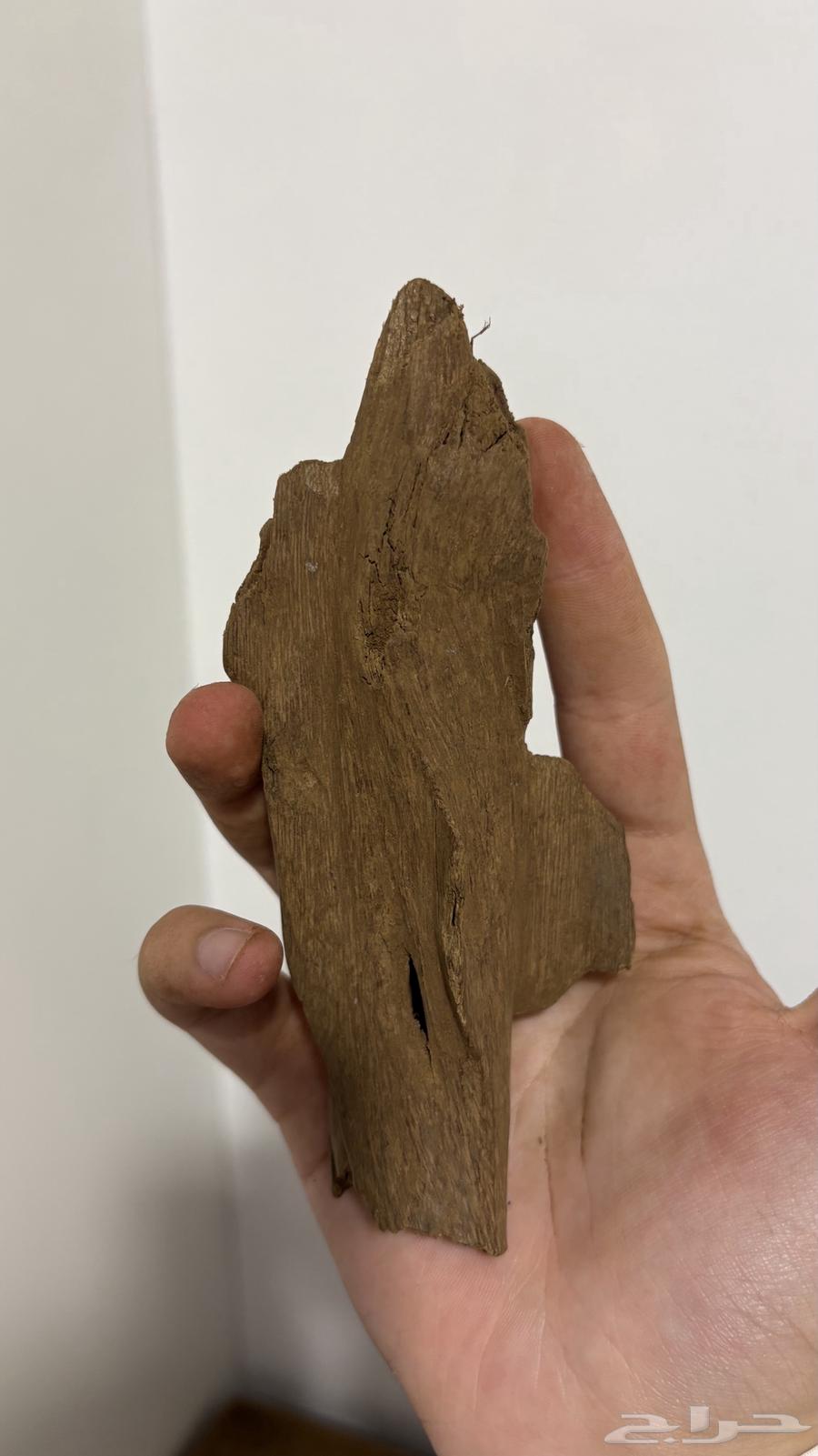 عود مروكي آصقون تربل سوبر ناهي وسعر صيده64597458853378111