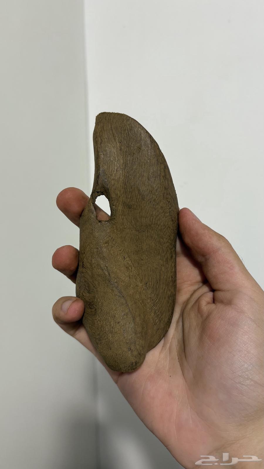 عود مروكي آصقون تربل سوبر ناهي وسعر صيده64597458853378113