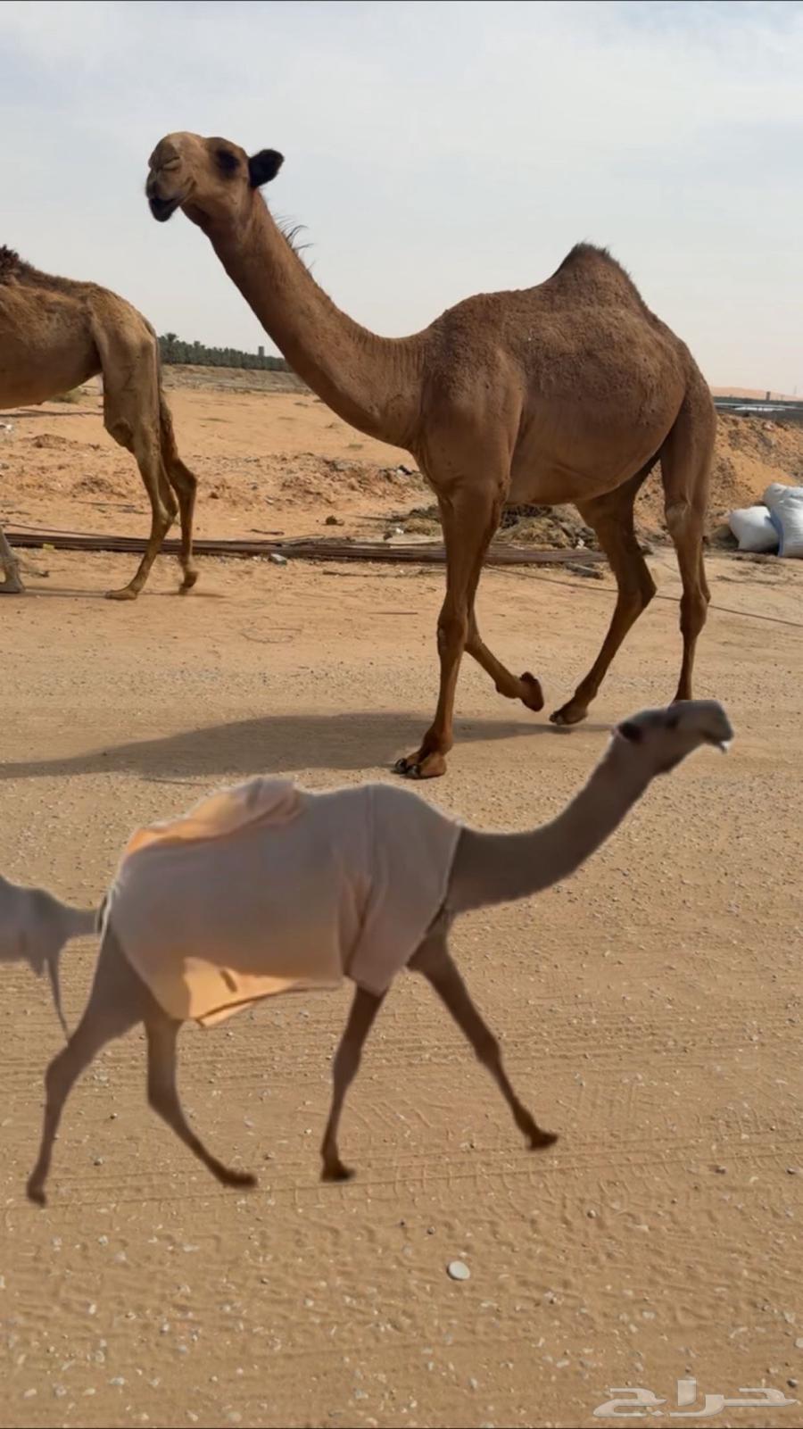 قعود اصفر فردي64597385177345110