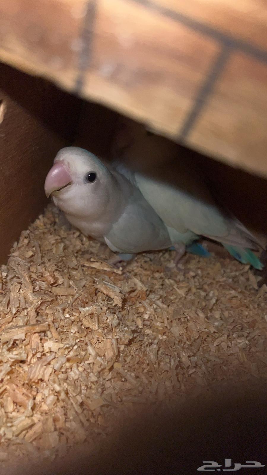 زوج روز منتج64598033430147110