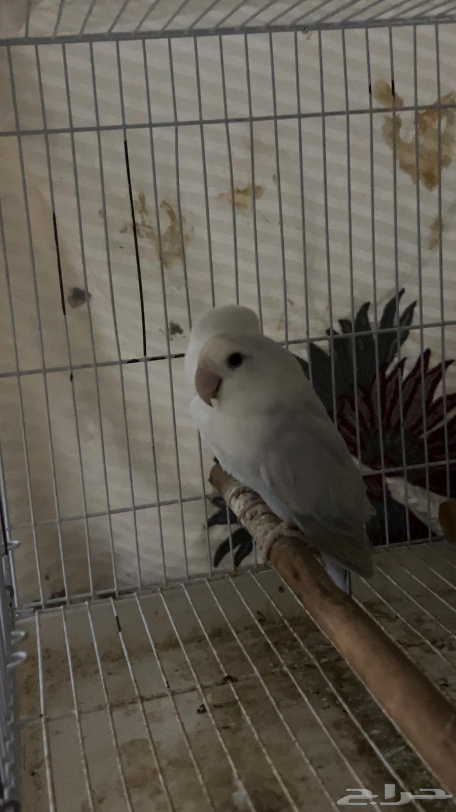 زوج روز منتج64598033430147111