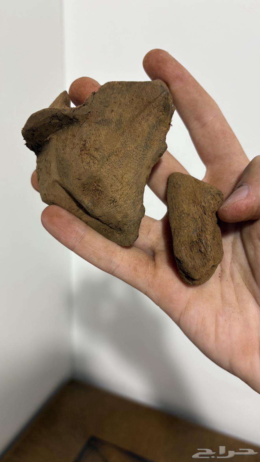 عود مروكي آصقون تربل سوبر ناهي وسعر صيده64597458853378114