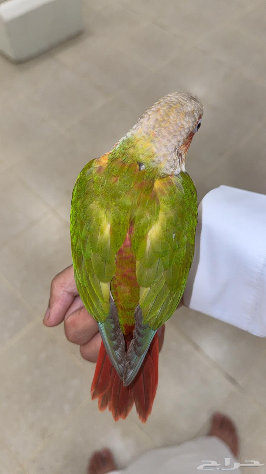 كنيور اناناس64598179023617111