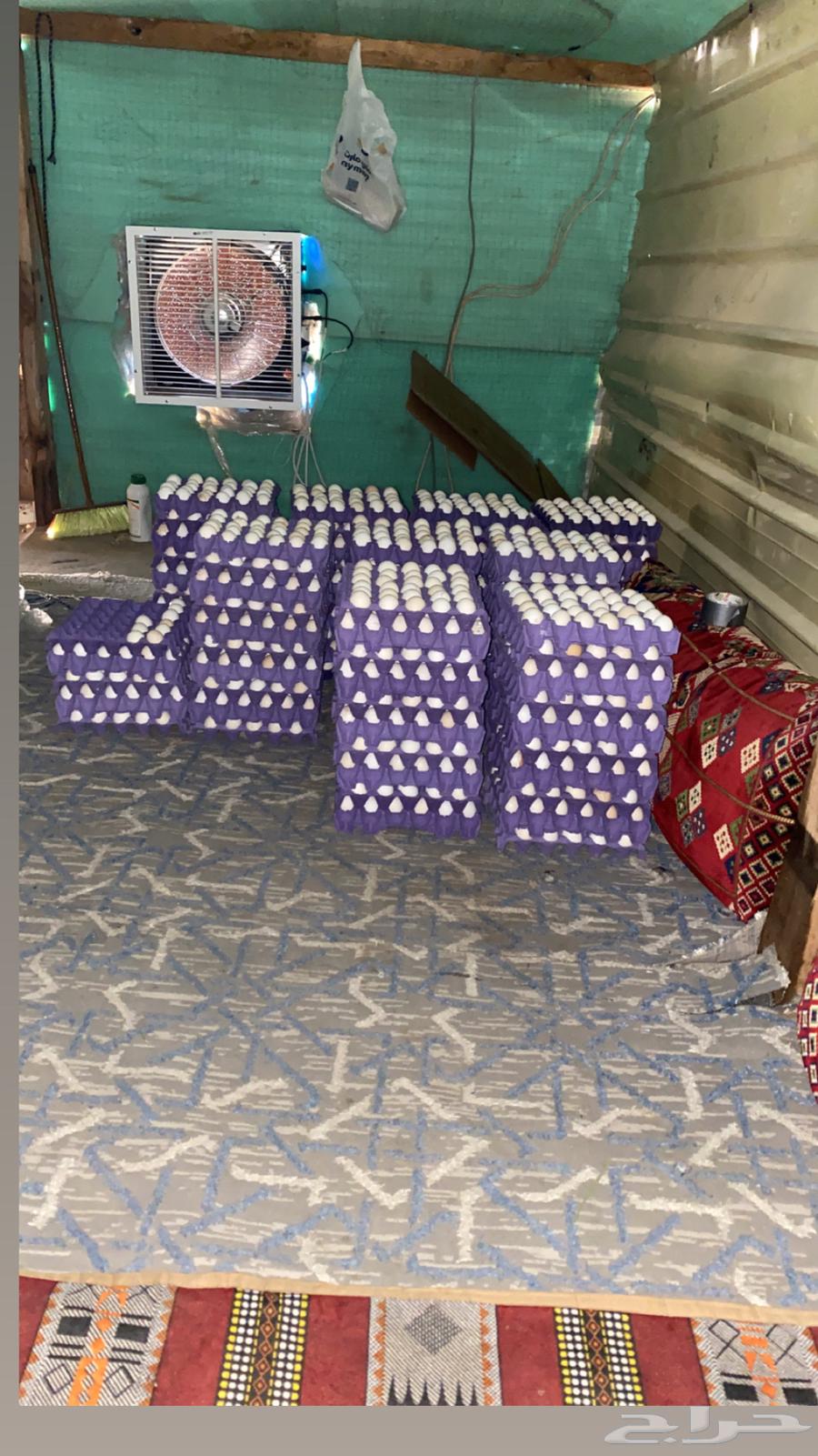 Fertilized Local Chicken Eggs64598364027777110