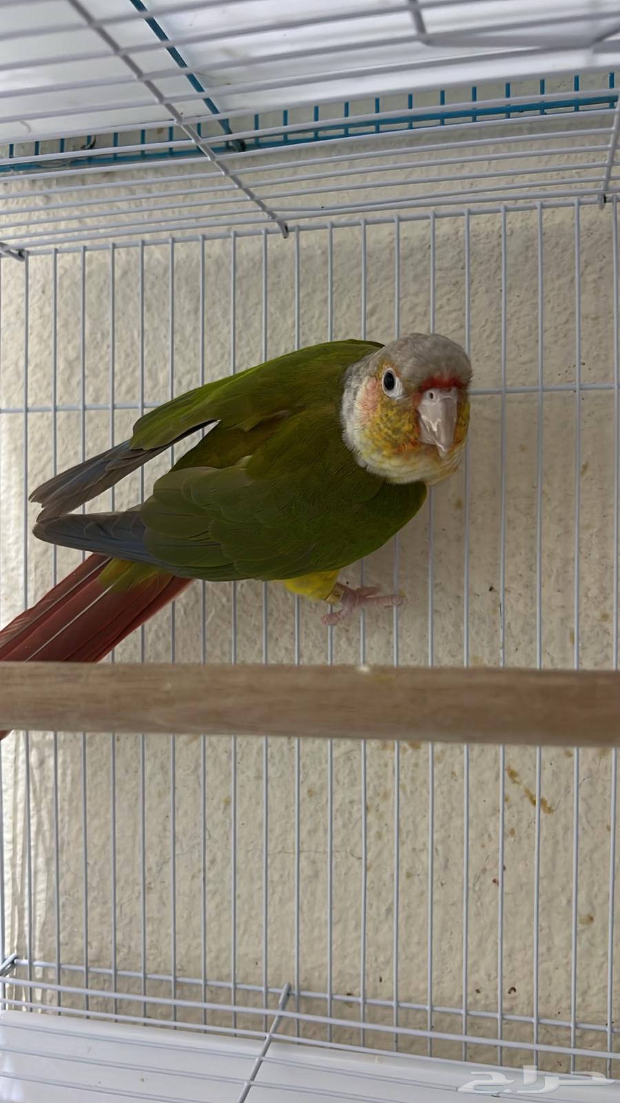 ذكر كنيور محلل64598413407745111