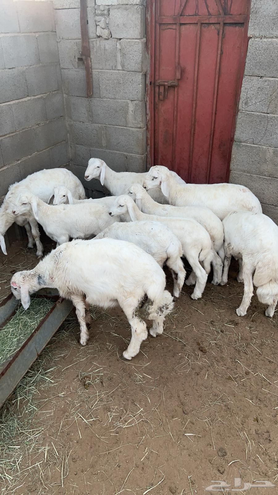 غنم للبيع64597090429443110