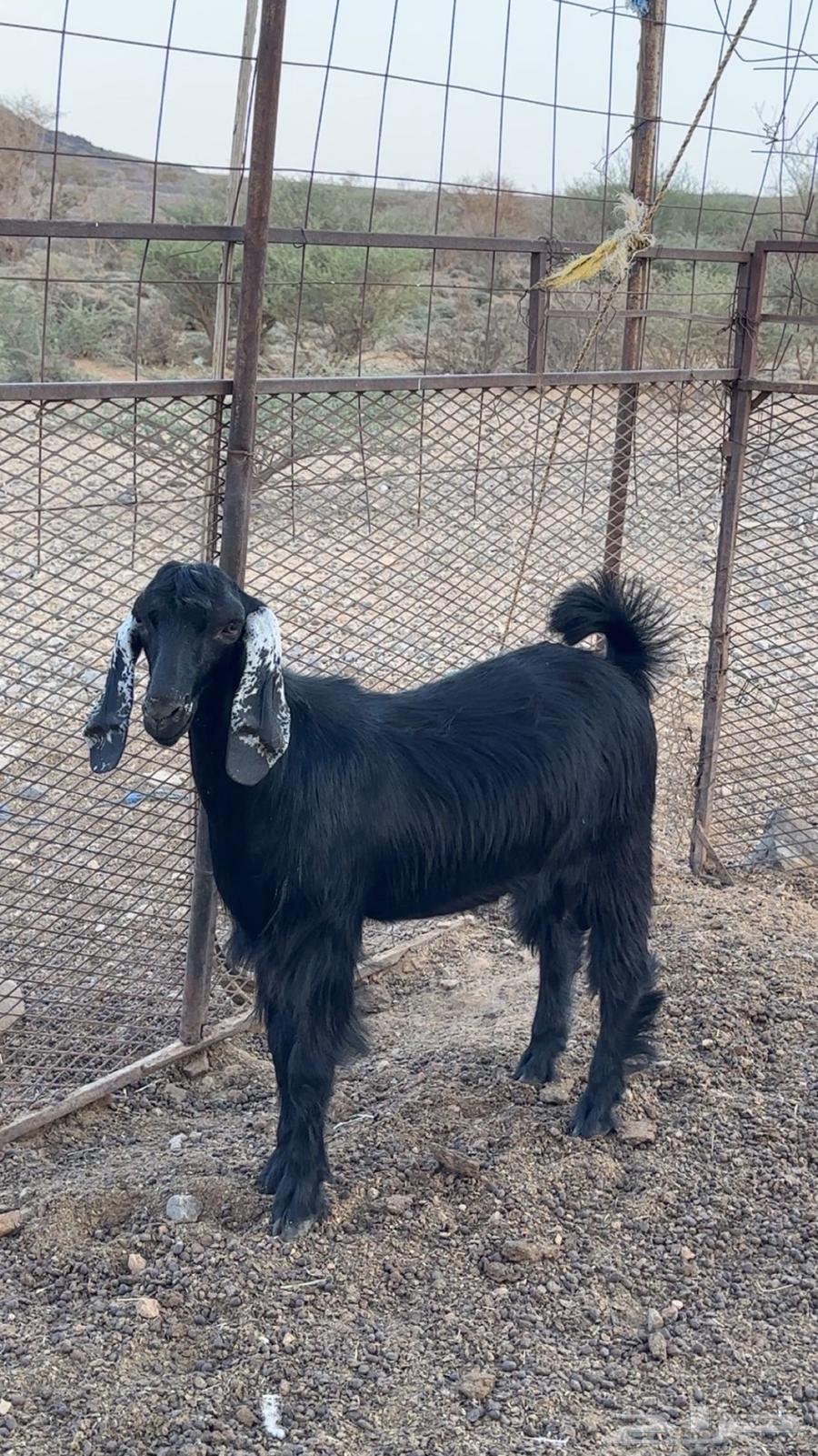 Project Buck Goat64597029513985111