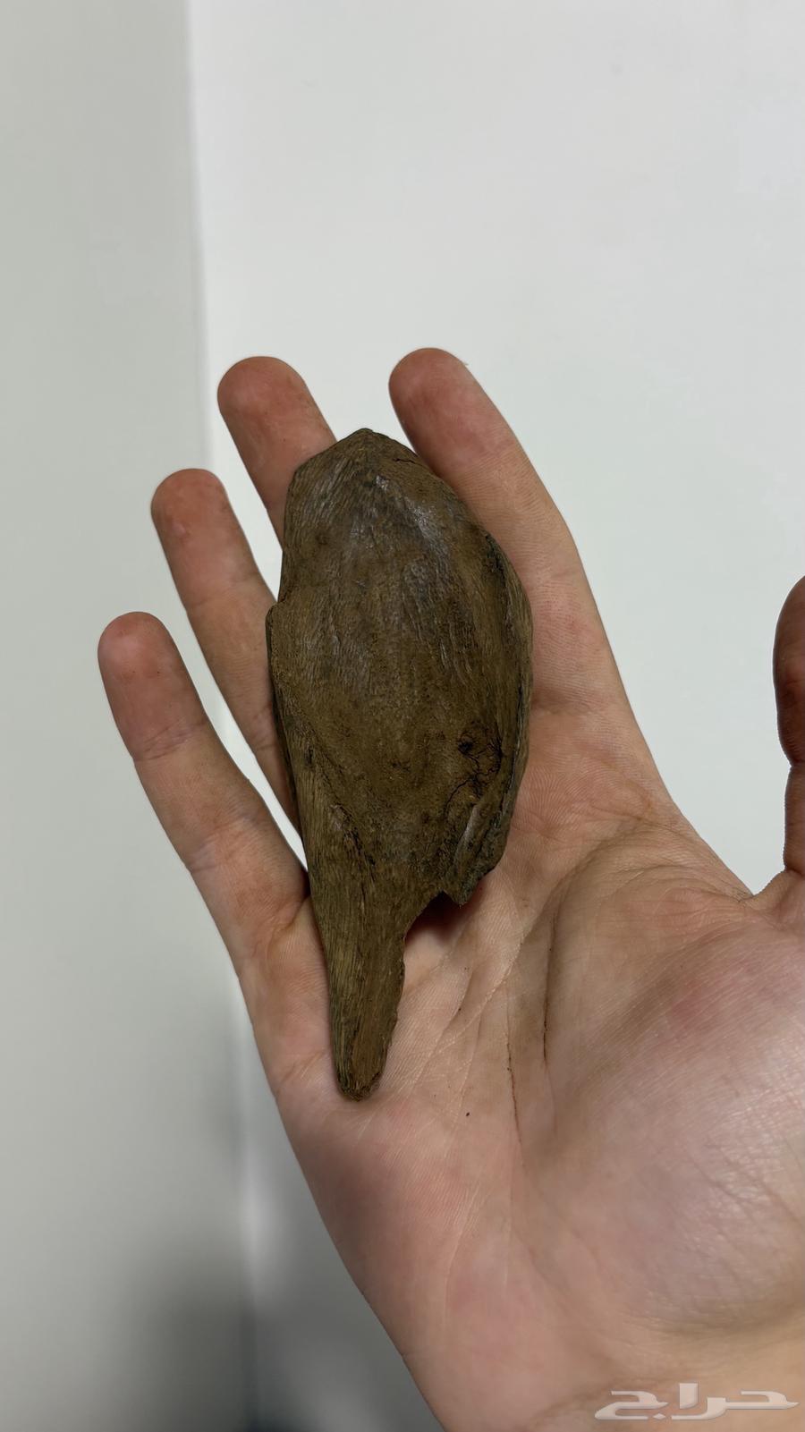 عود مروكي آصقون تربل سوبر ناهي وسعر صيده64597458853378110