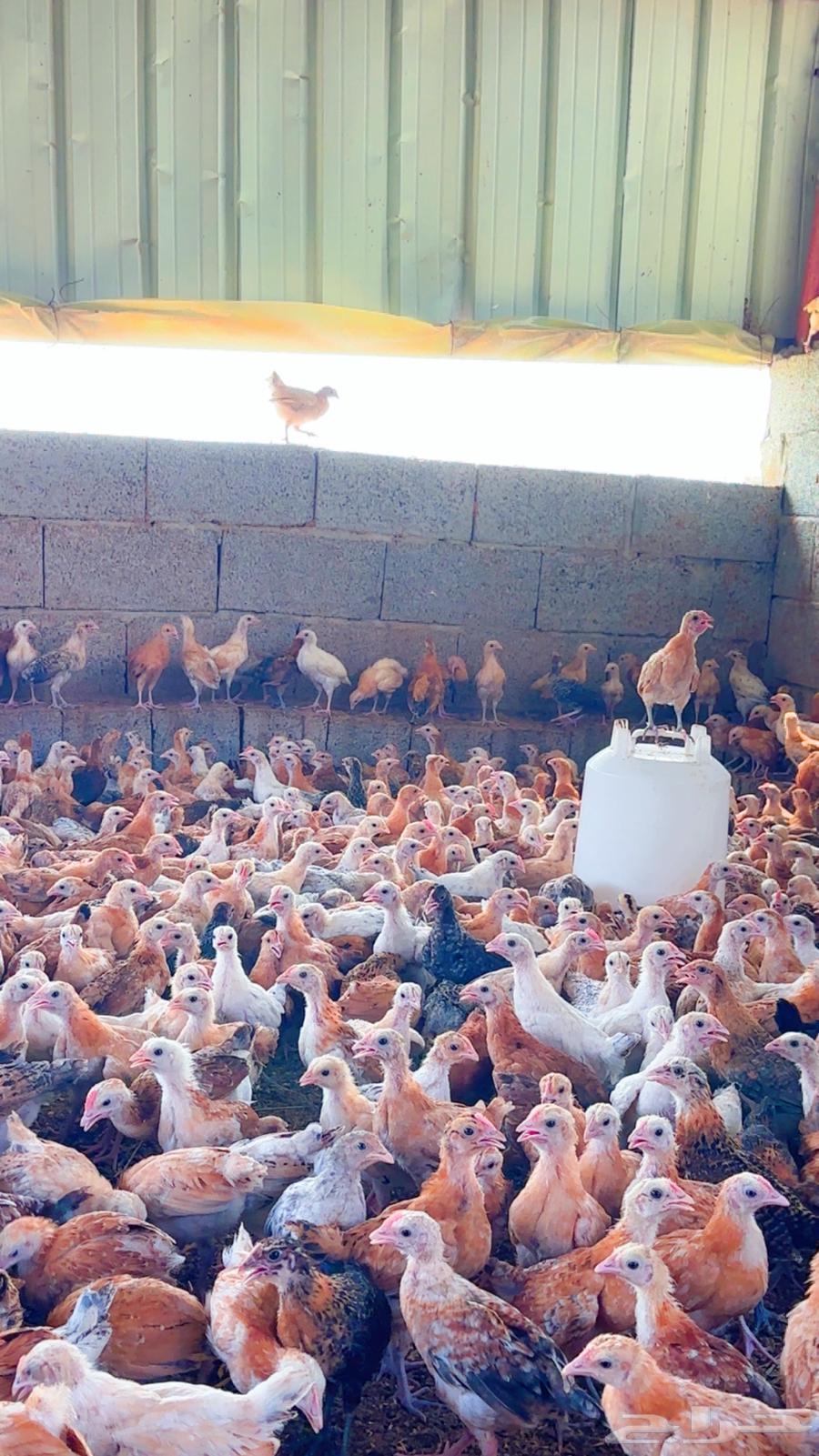 صوص للبيع64597041691011113