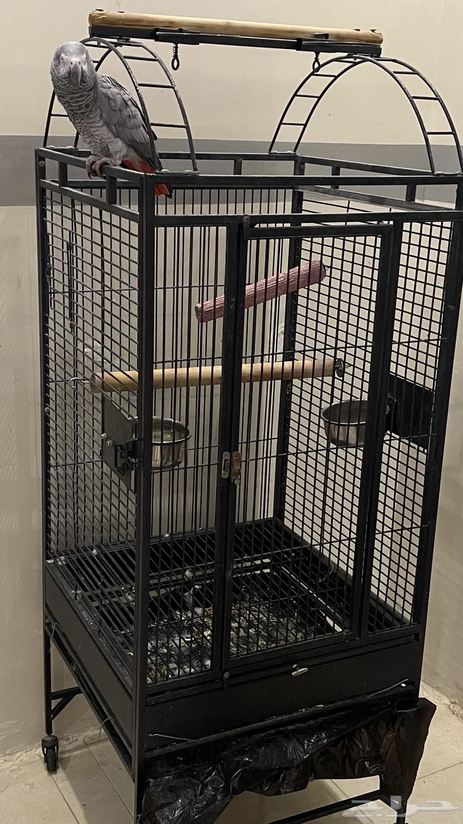 ببغاء كاسكو يتكلم ويسولف   مع قفص كبير   للبيع64597483358083111