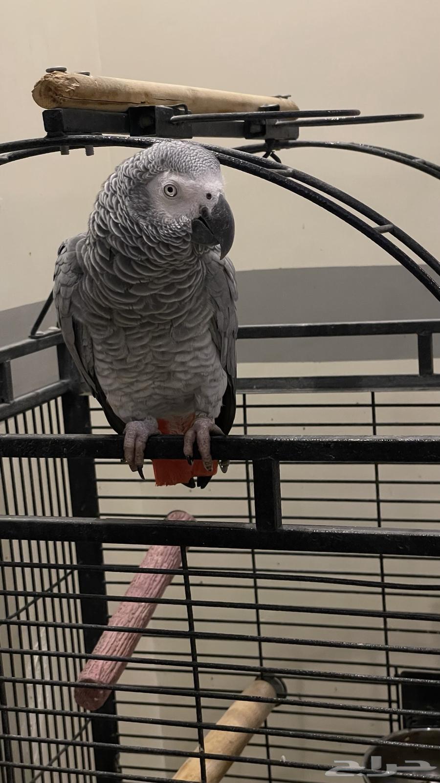 ببغاء كاسكو يتكلم ويسولف   مع قفص كبير   للبيع64597483358083112