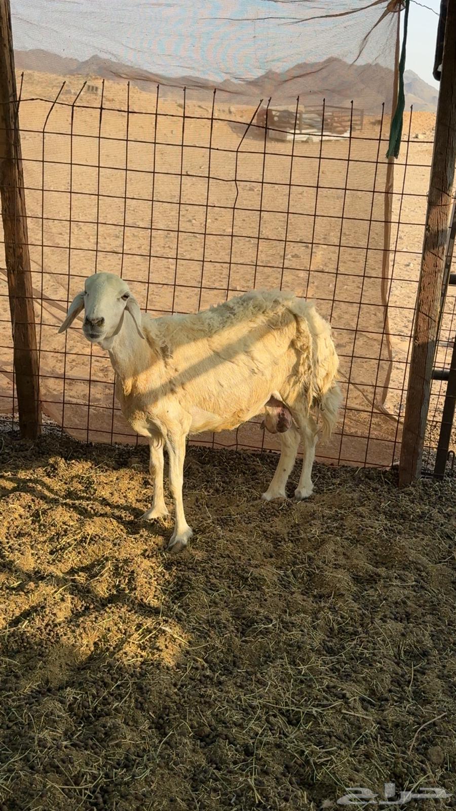 ضان حريات صنف64598351901313114