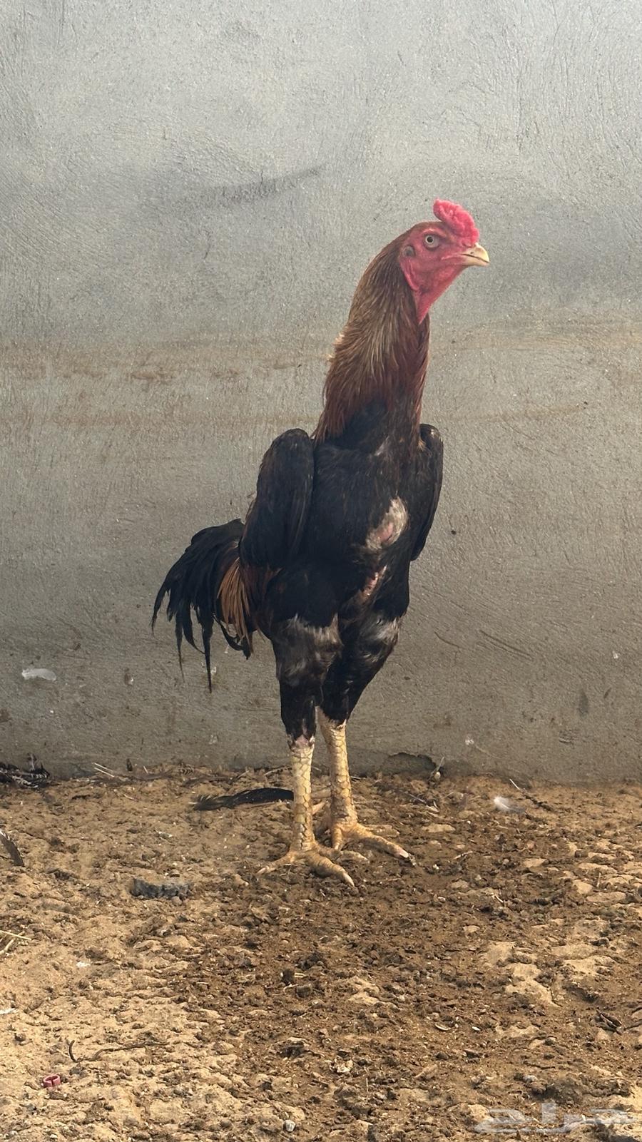 زوج ياباني64598868358913111