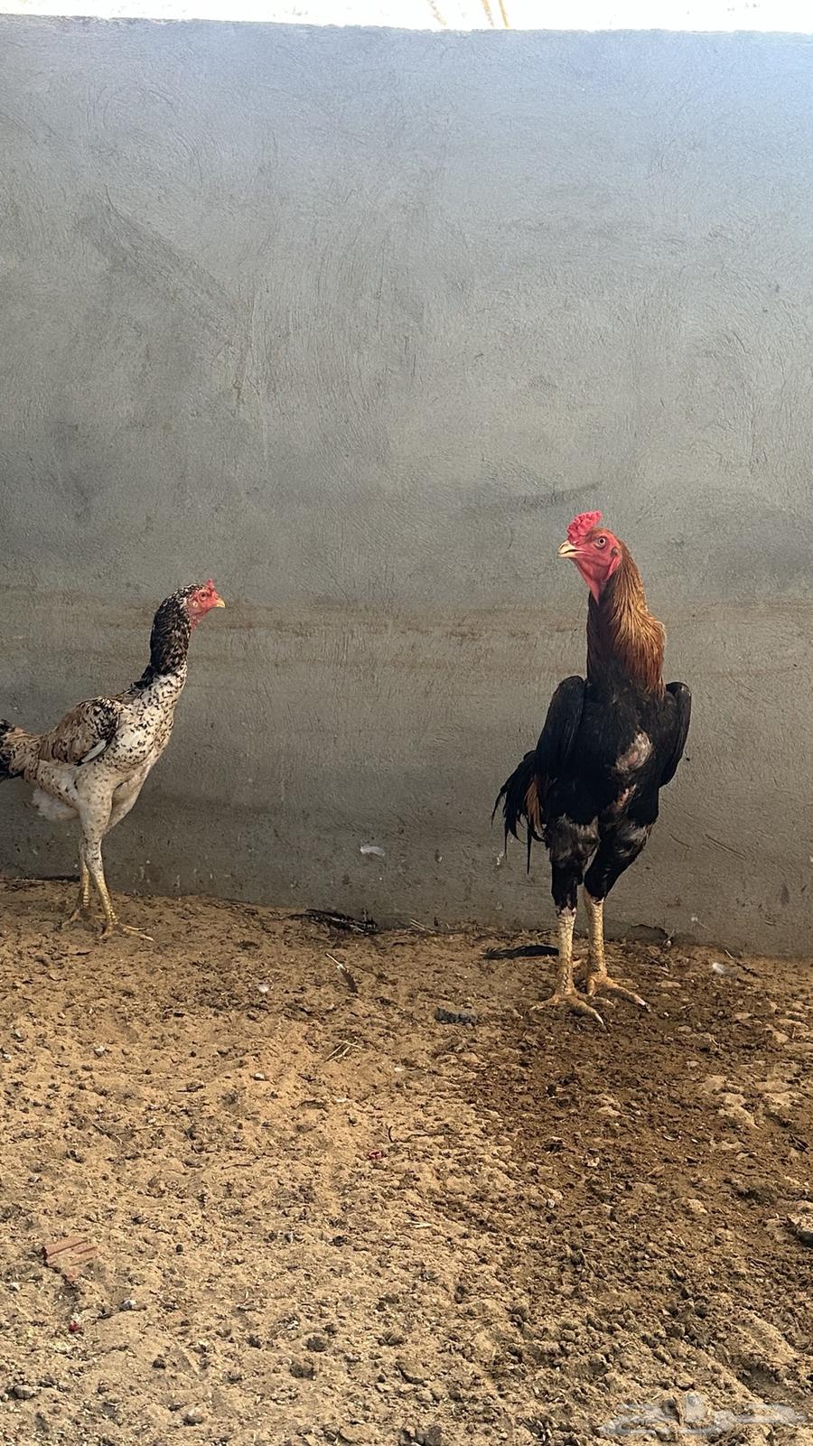 زوج ياباني64598868358913113