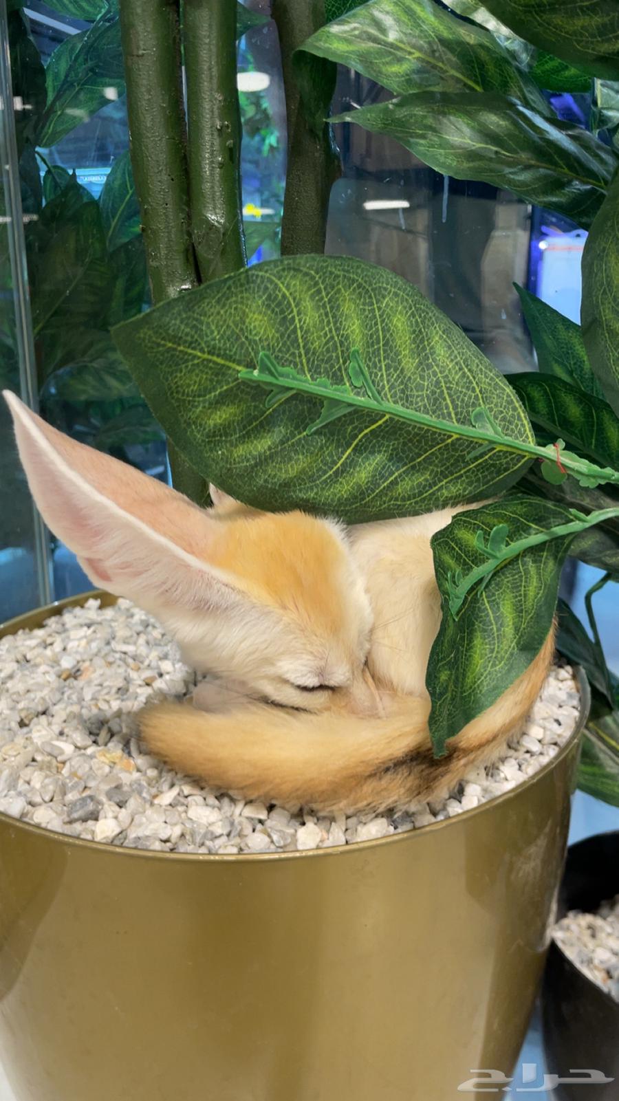 Tame Fennec Fox Pair64597826277505110