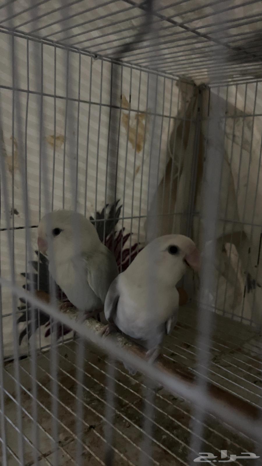 زوج روز منتج64598033430147112