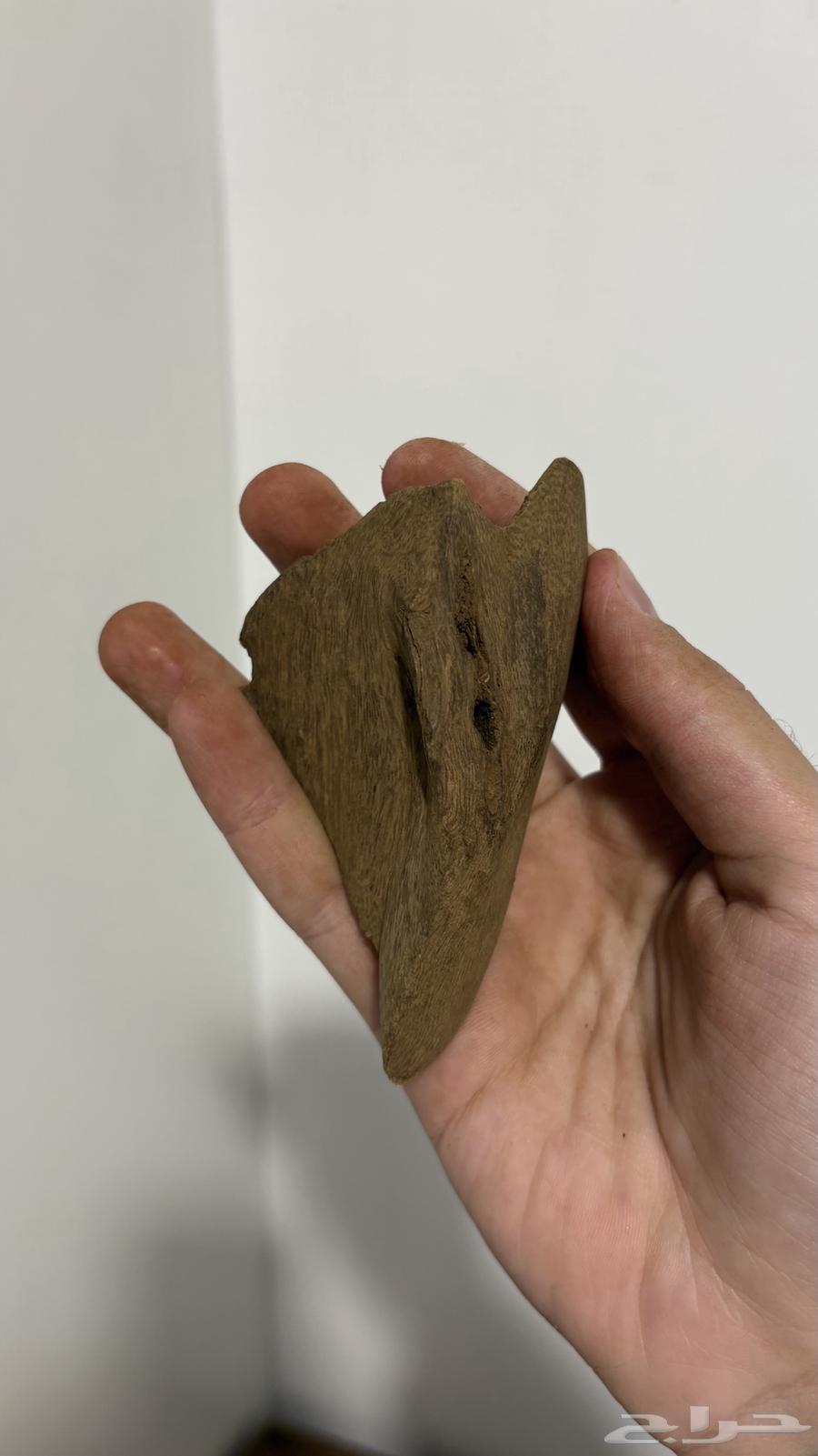 عود مروكي آصقون تربل سوبر ناهي وسعر صيده64597458853378112