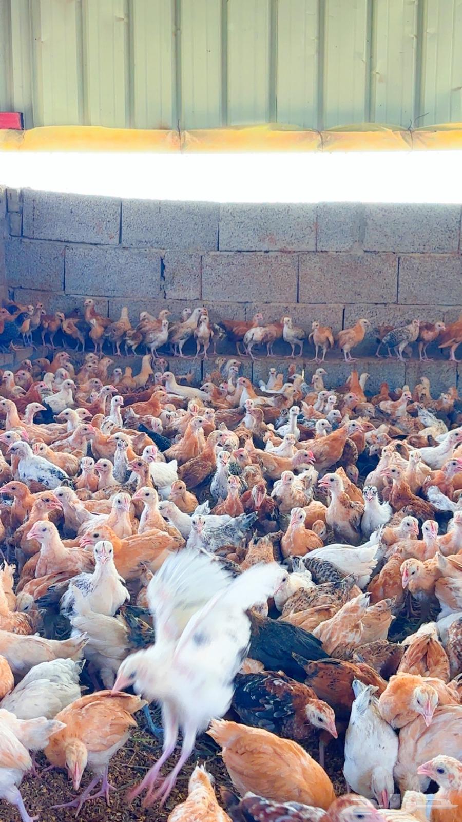 صوص للبيع64597041691011114