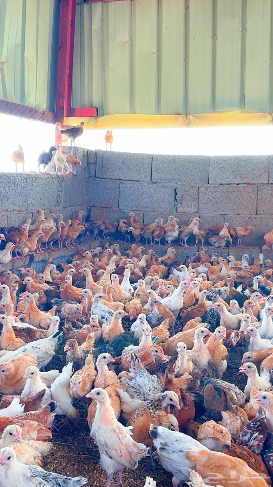 صوص للبيع64597041691011111