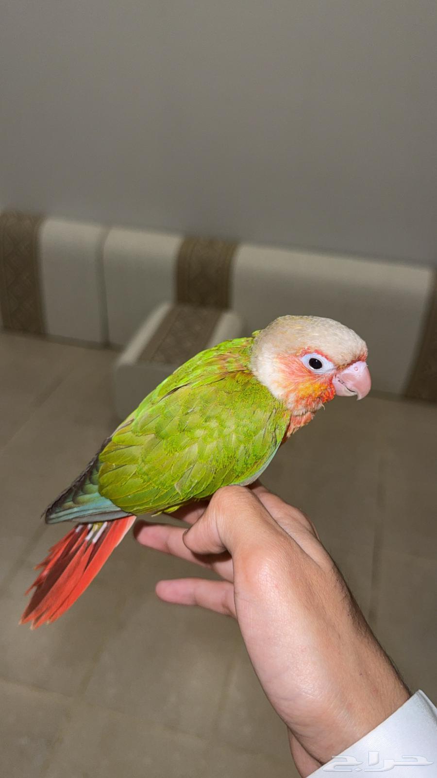 كنيور اناناس64598179023617110