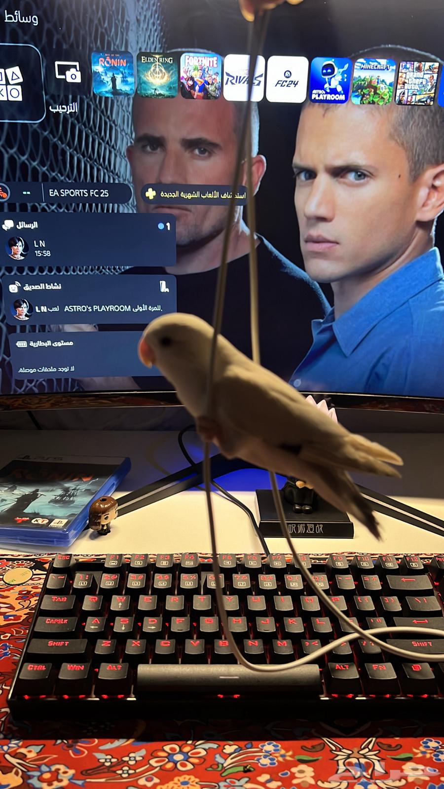 ببغاء روز ب 16064580294909827111