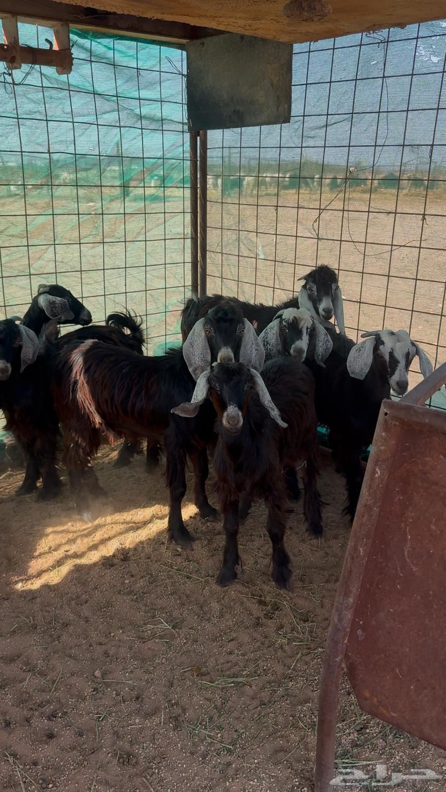 تيوس تم البيع64598609914113110