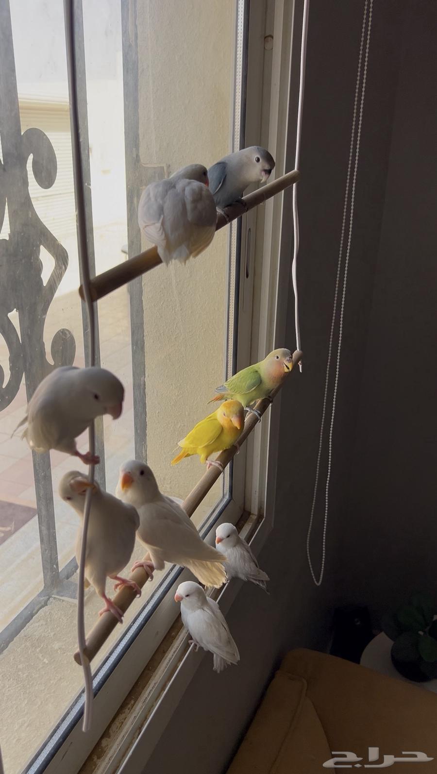 روز الليفات وهدد اللوان متعدده ب 200 ريال64596661575937111