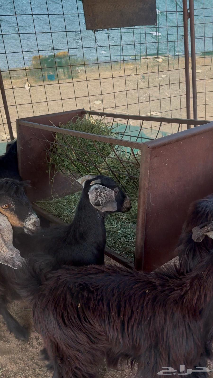 تيوس تم البيع64598609914113111