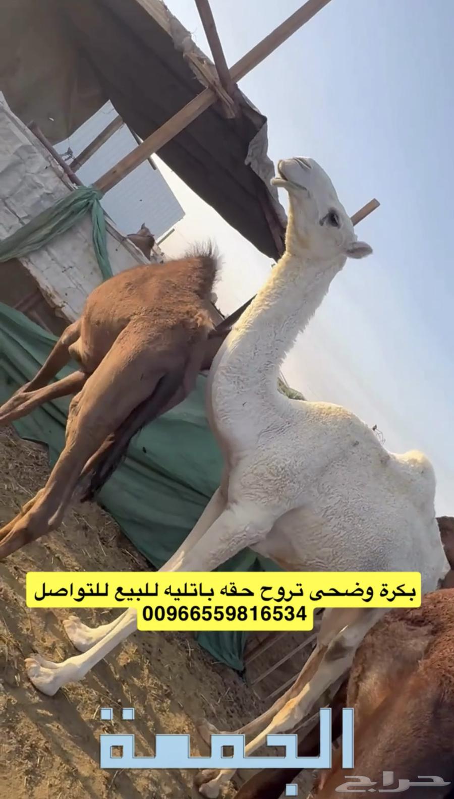 ( تم البيع ) بكرة وضحى تروح حقه باتليه للبيع64598069739009110