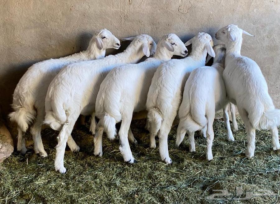 ذبايح خرفان من غنم شهران بالمزرعه بجيزان64597960520195110