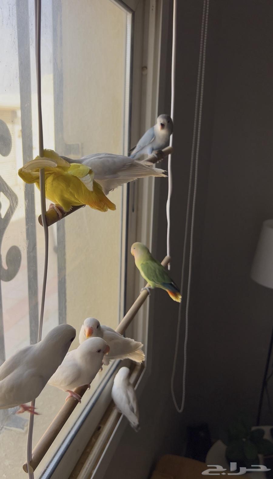 روز الليفات وهدد اللوان متعدده ب 200 ريال64596661575937110