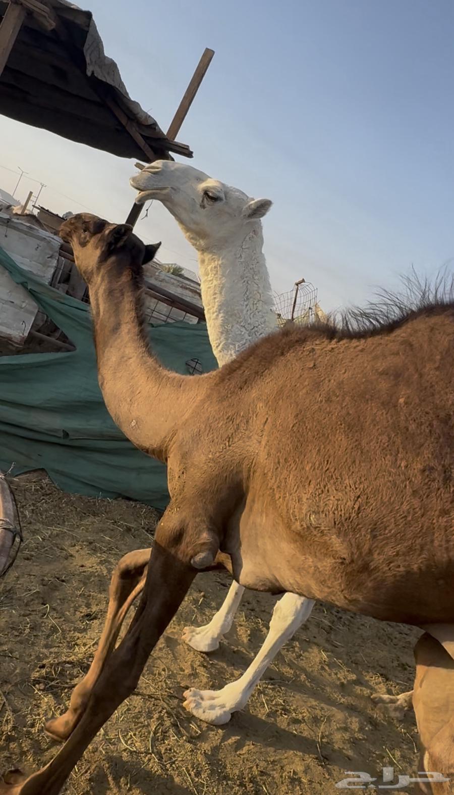 ( تم البيع ) بكرة وضحى تروح حقه باتليه للبيع64598069739009112