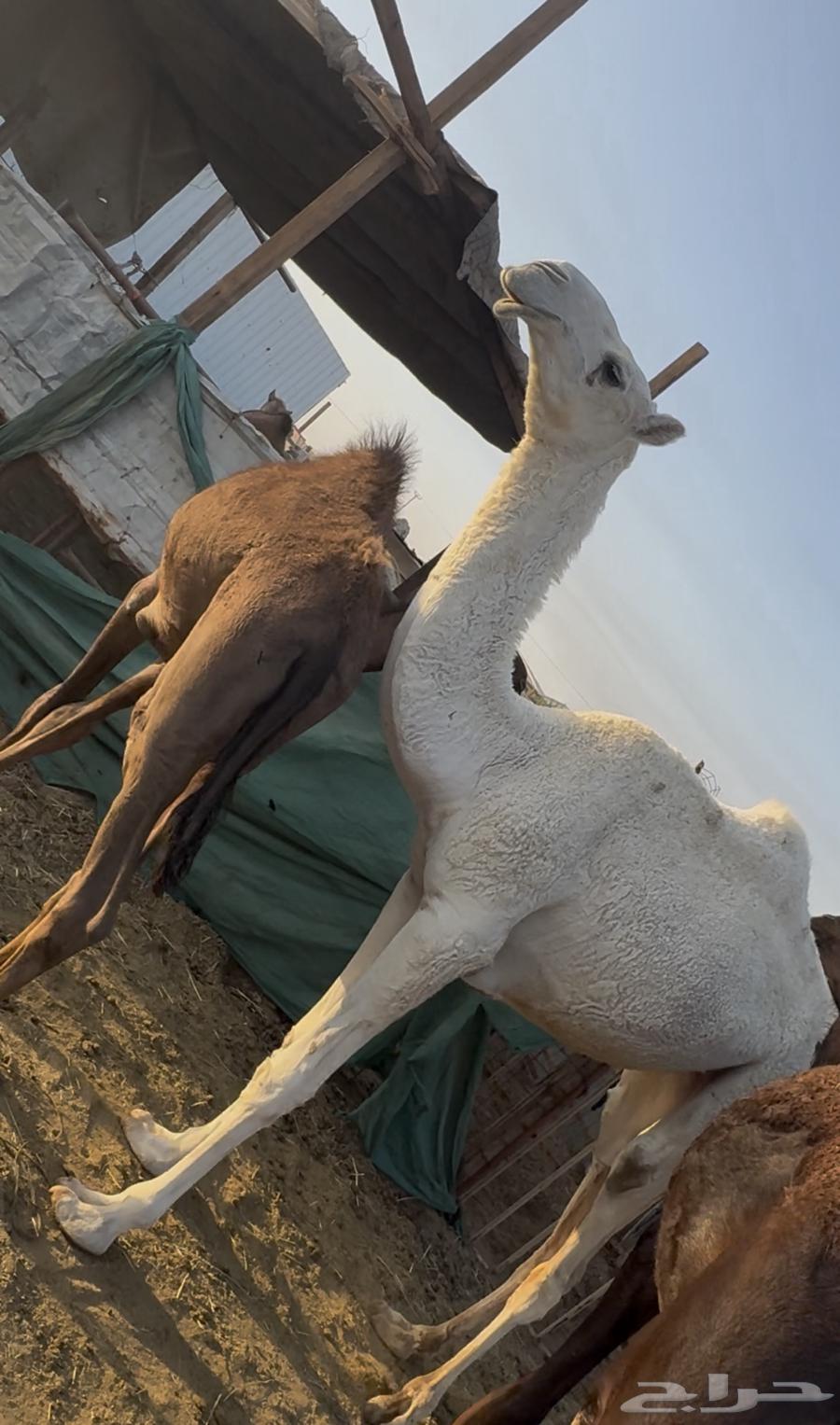 ( تم البيع ) بكرة وضحى تروح حقه باتليه للبيع64598069739009111