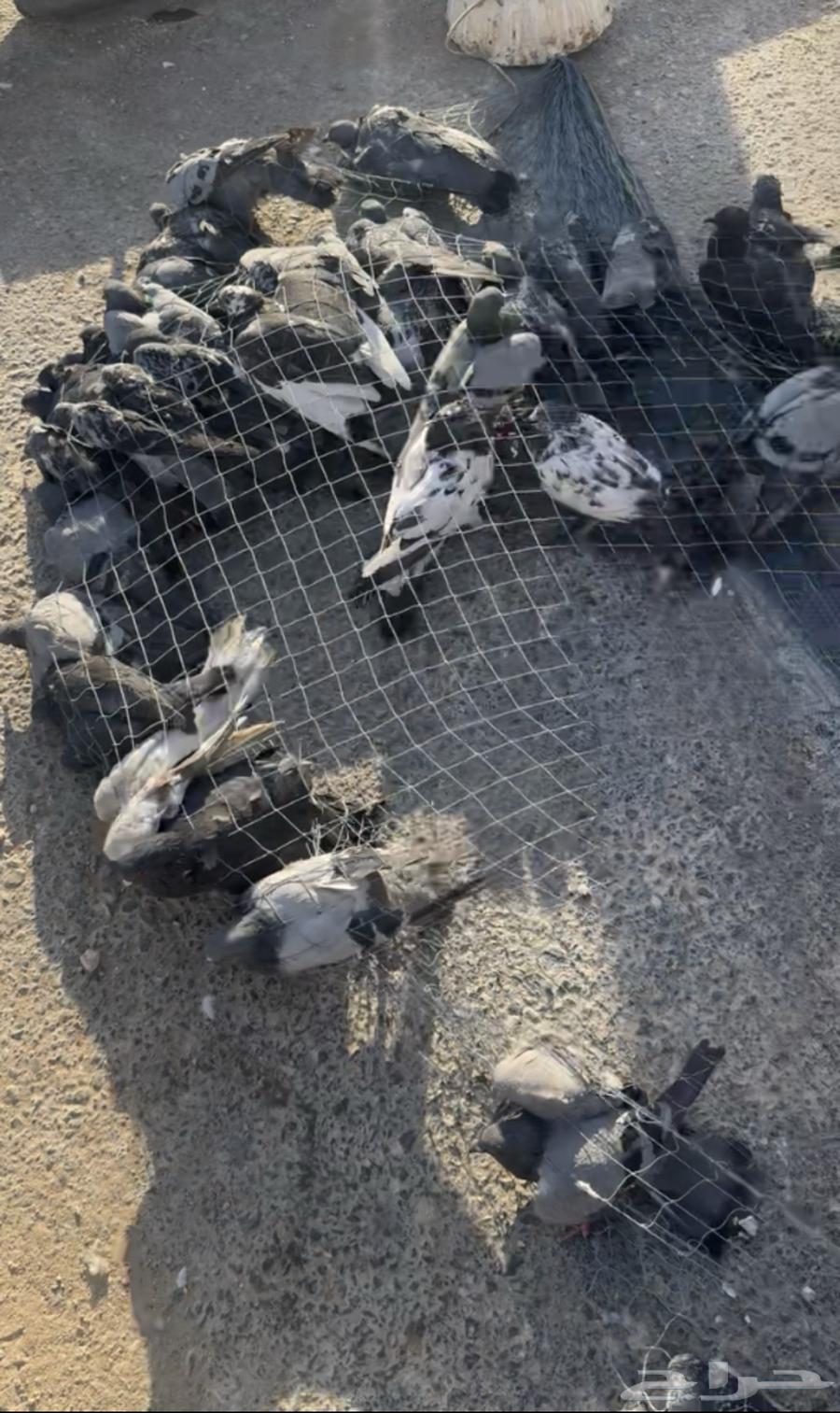 يوجود حمام سوادي للصقور64597666398211110