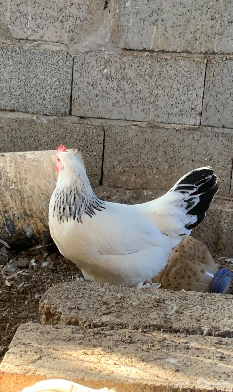 دجاج فرنسي كولمبي64598401146242110