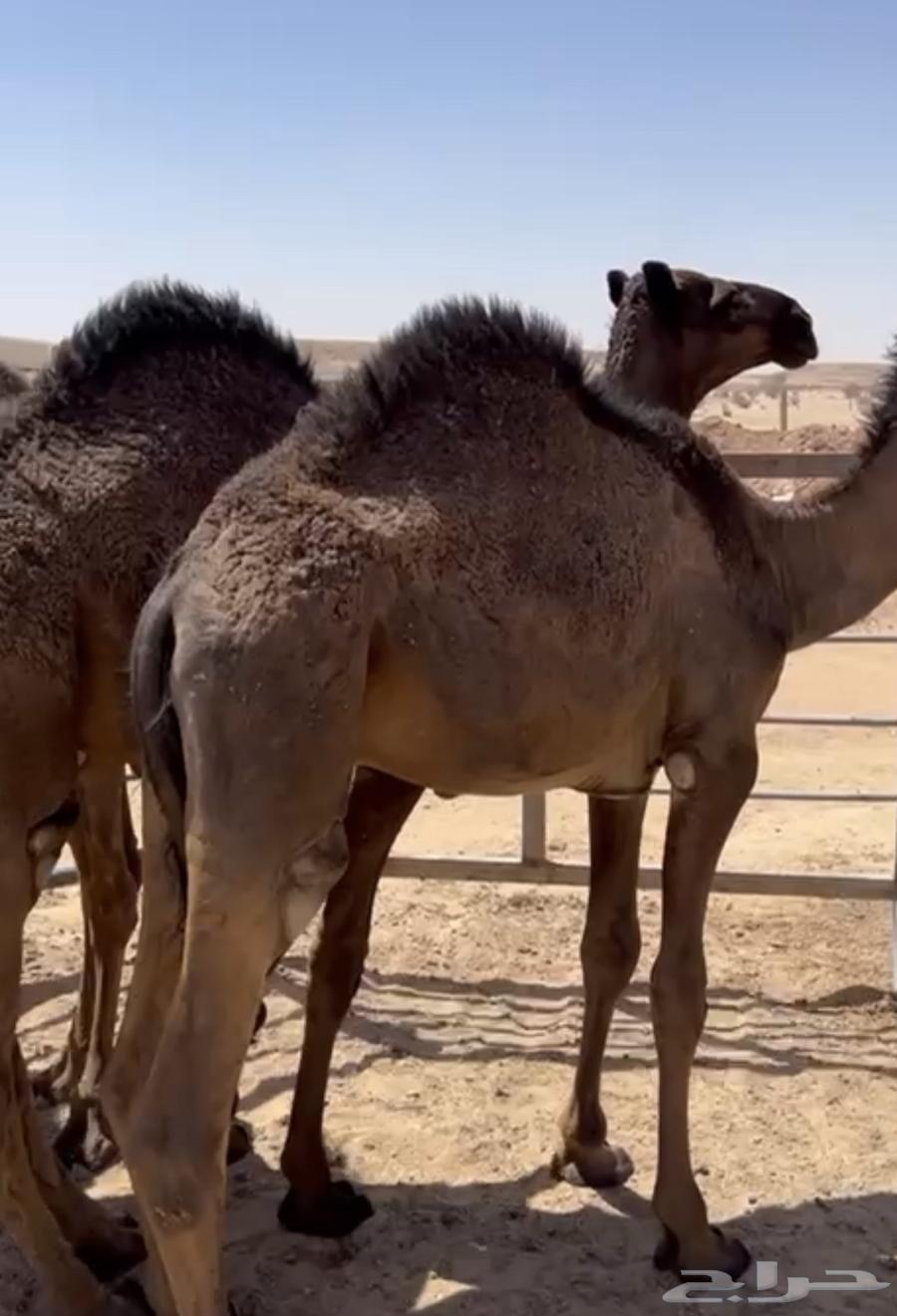 قعدان العمر 7 شهور وطلع سوم عليه 570064596883030530111