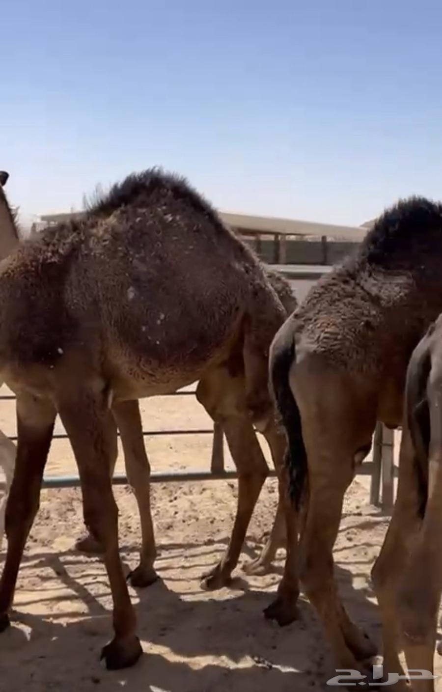 قعدان العمر 7 شهور وطلع سوم عليه 570064596883030530112