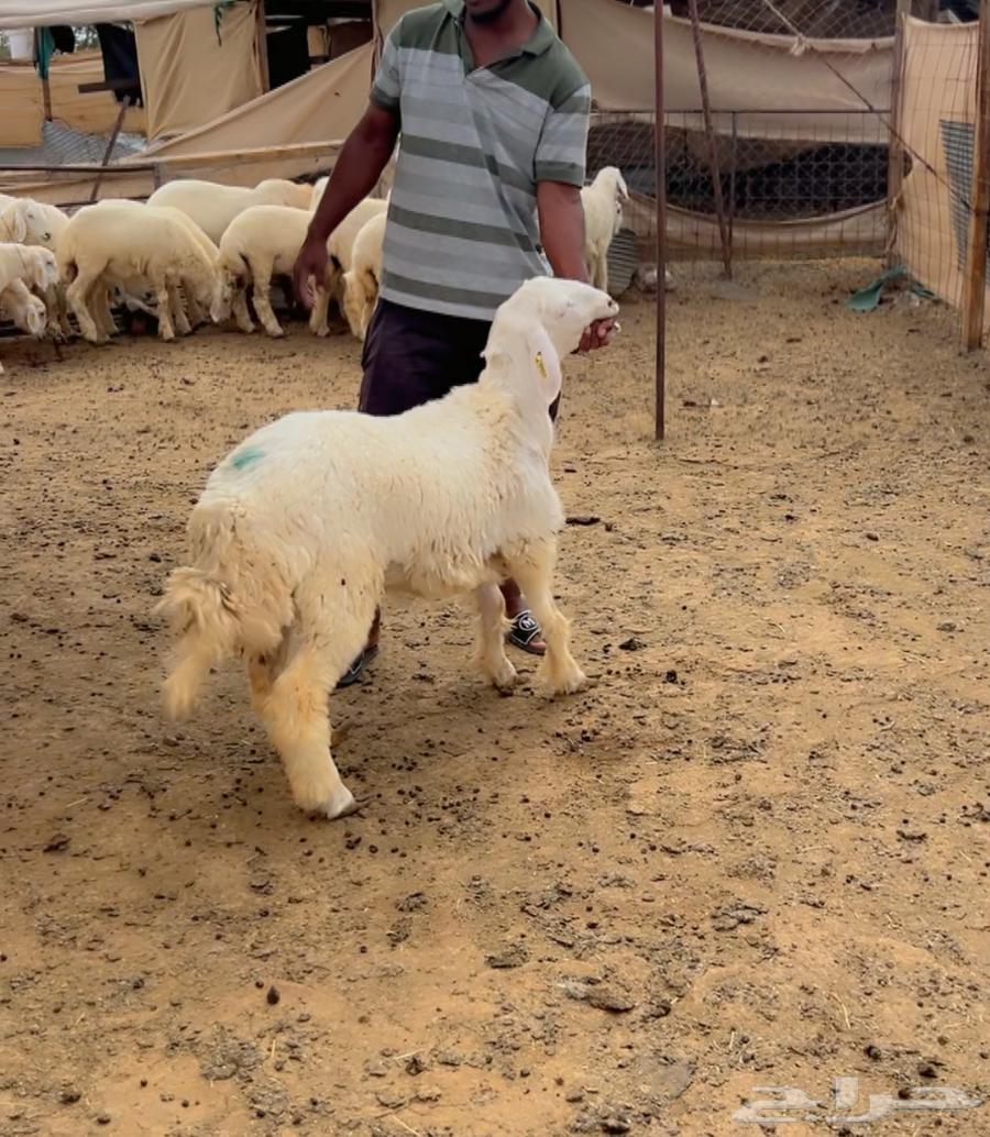 Trunk calf64598585261953111