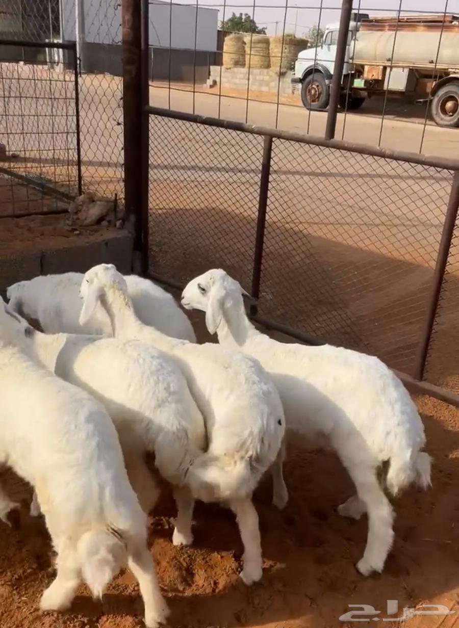 تم البيع   العدد 5 رخلين وثلاث طليان العمر 3 شهور ونص اربعه64598277023362110