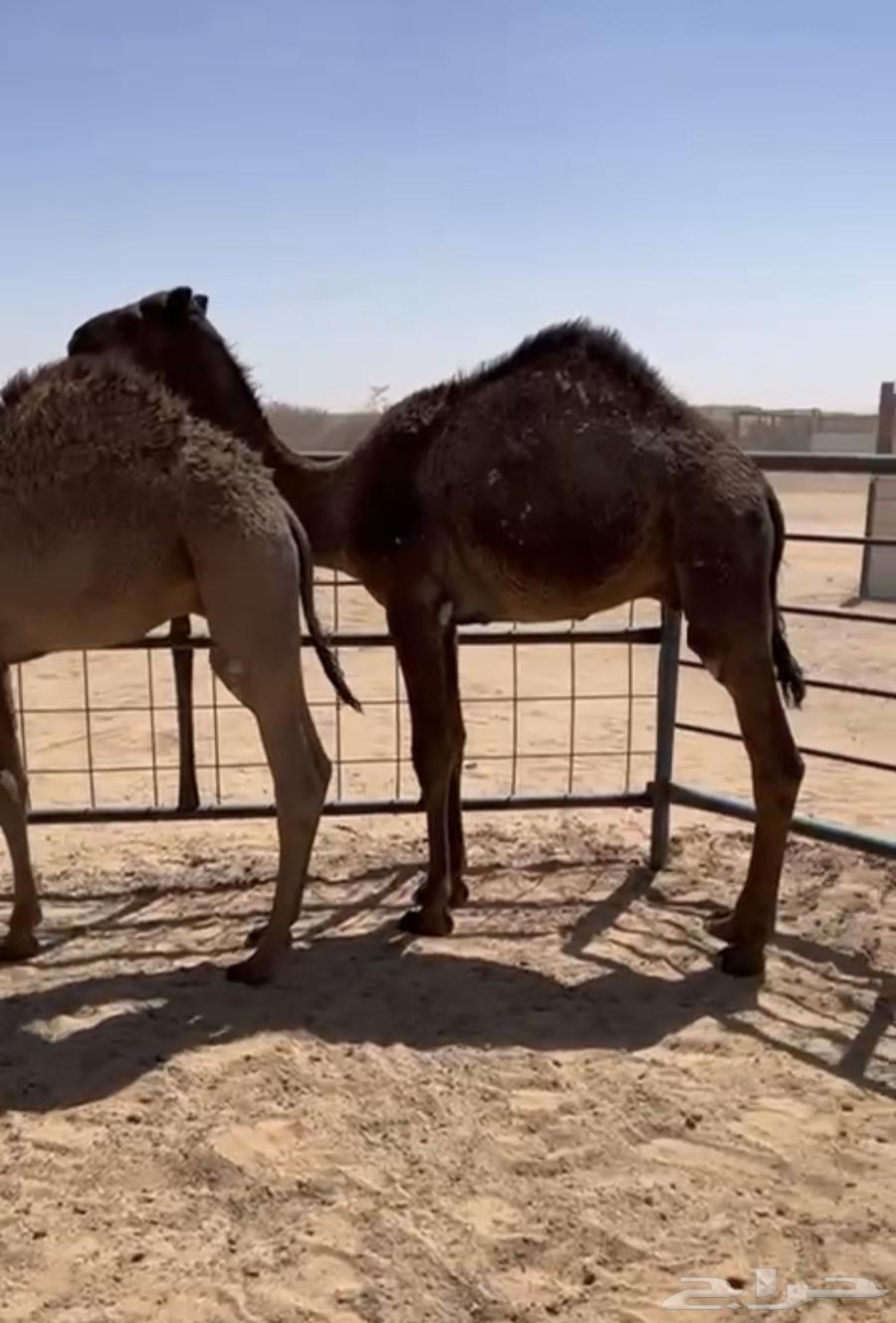 قعدان العمر 7 شهور وطلع سوم عليه 570064596883030530110